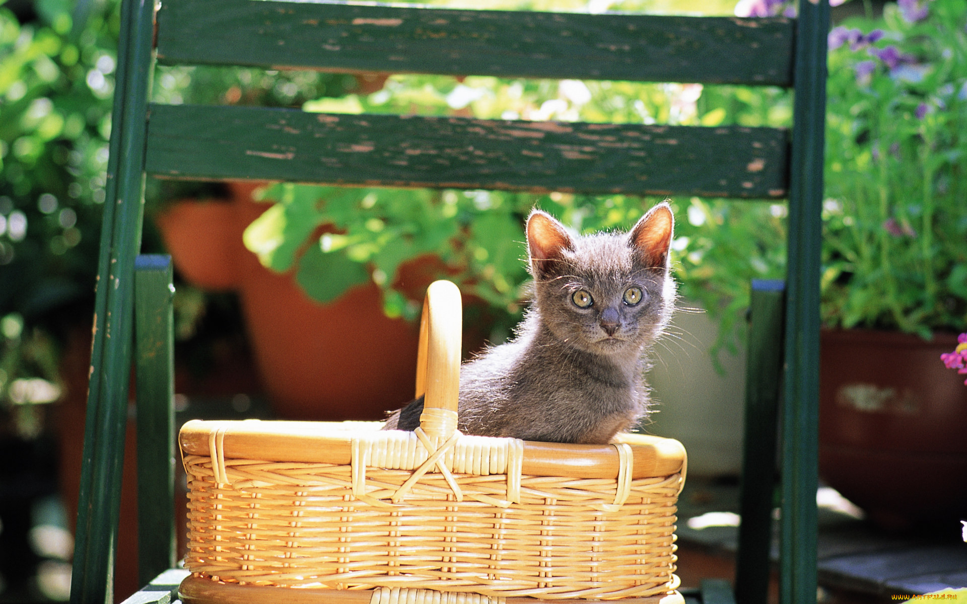 Котенок сидит. Кот сидит в корзинке. Котики смешные. Прикольный сидящий котенок. Маленький котик сидит.